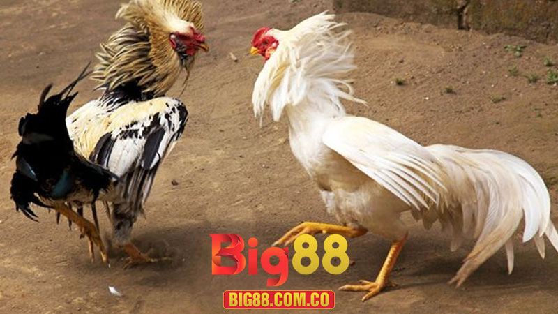 Cách Quan Sát Phong Độ Gà Trước Khi Đặt Cược